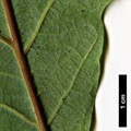 SpeciesSub: 'Taco' (Q.alba × Q.macrocarpa)